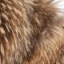 Raccoon