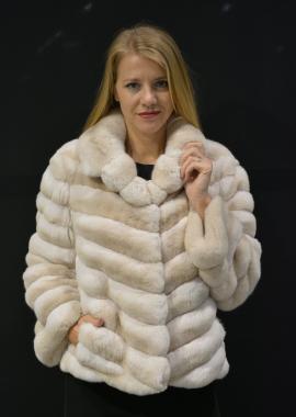 cincillà albino